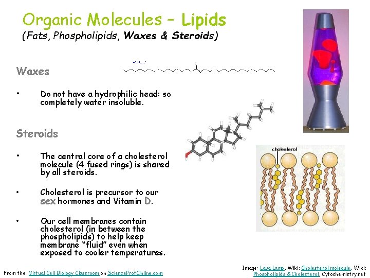 Organic Molecules – Lipids (Fats, Phospholipids, Waxes & Steroids) Waxes • Do not have