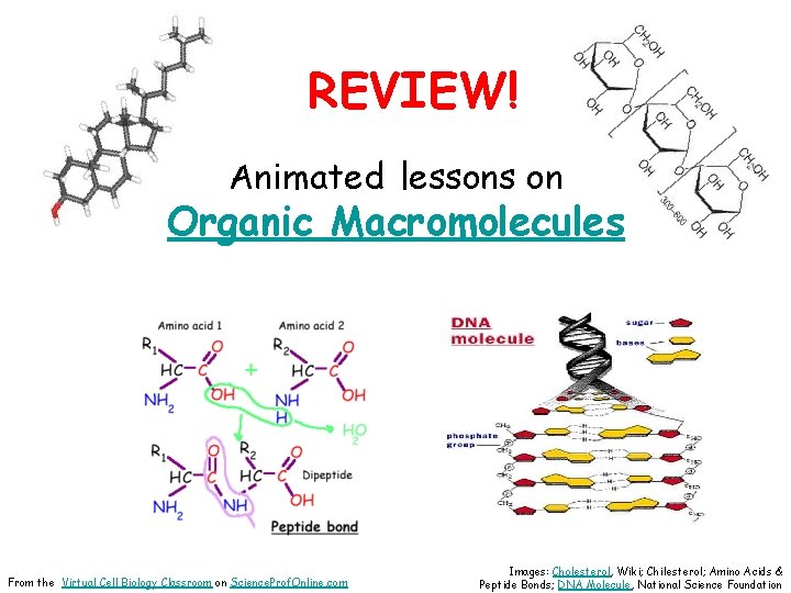 REVIEW! Animated lessons on Organic Macromolecules From the Virtual Cell Biology Classroom on Science.