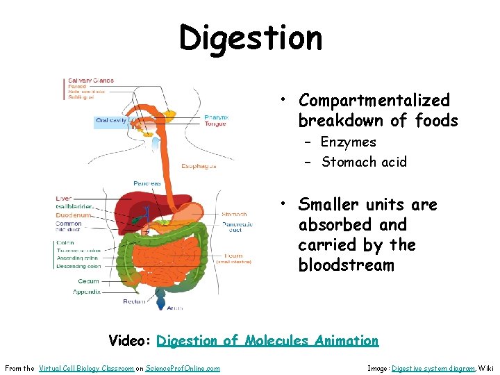 About Science Prof Online Power Point Resources Science