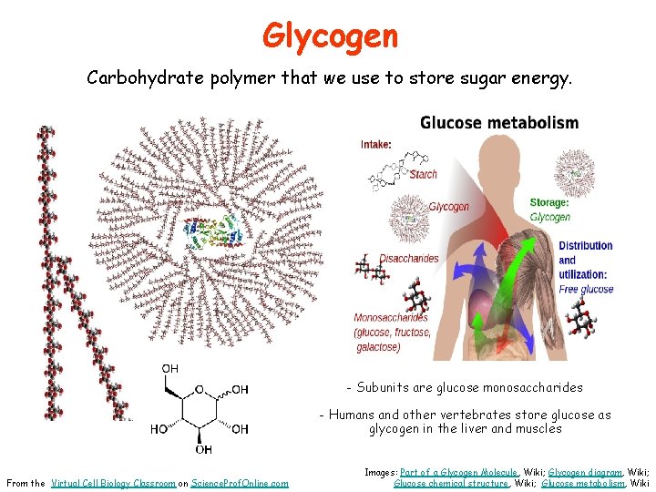 Glycogen Carbohydrate polymer that we use to store sugar energy. - Subunits are glucose
