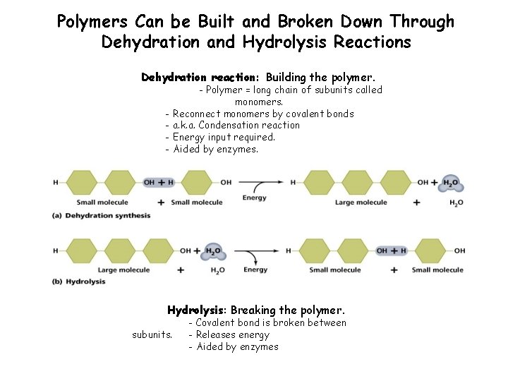 Polymers Can be Built and Broken Down Through Dehydration and Hydrolysis Reactions Dehydration reaction: