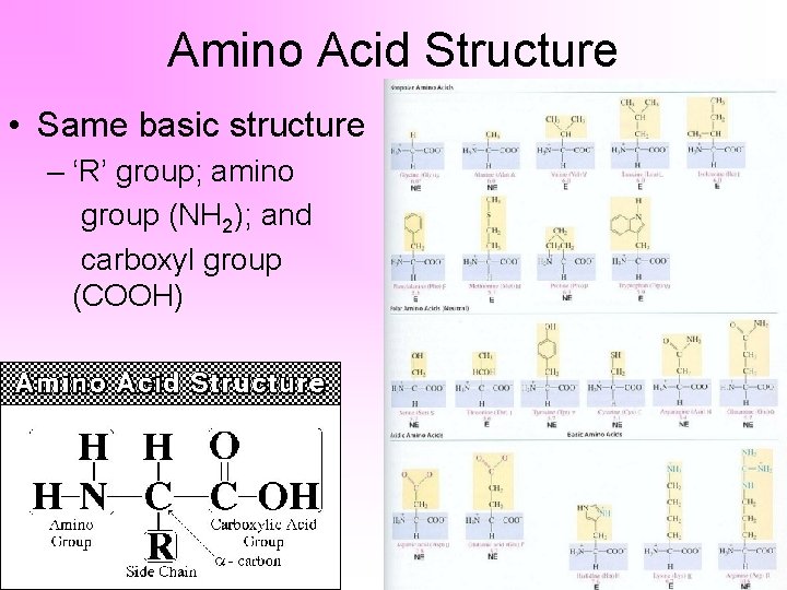 Amino Acid Structure • Same basic structure – ‘R’ group; amino group (NH 2);