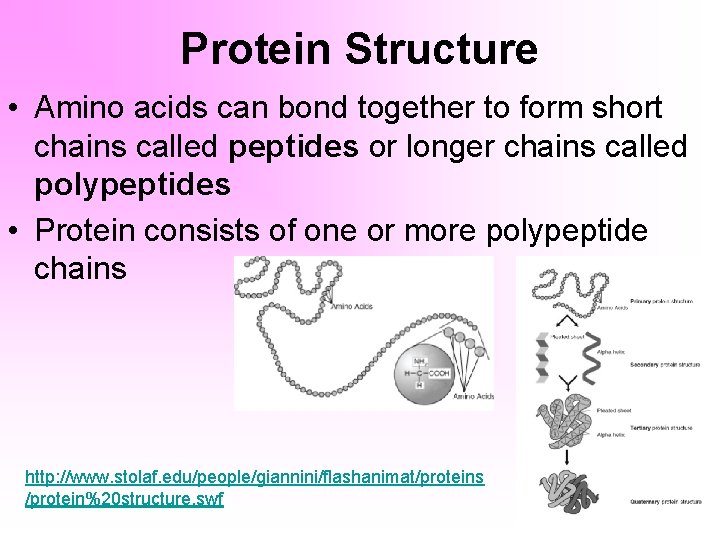 Protein Structure • Amino acids can bond together to form short chains called peptides