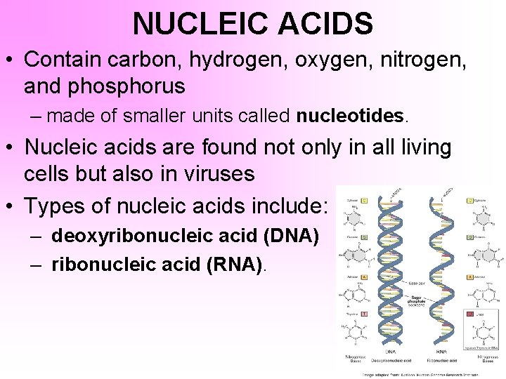 NUCLEIC ACIDS • Contain carbon, hydrogen, oxygen, nitrogen, and phosphorus – made of smaller