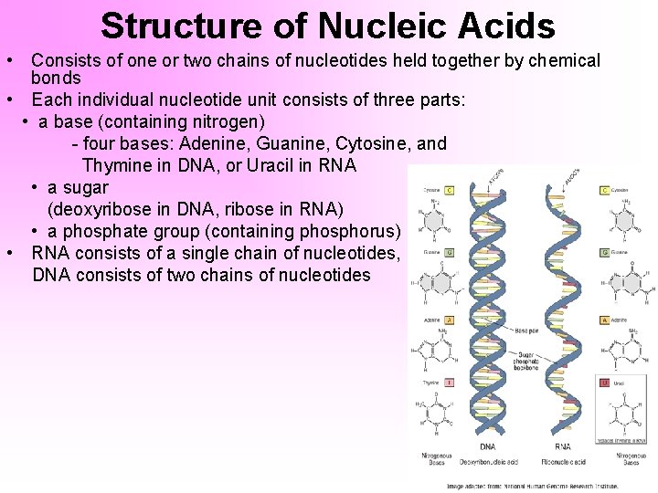 Structure of Nucleic Acids • Consists of one or two chains of nucleotides held