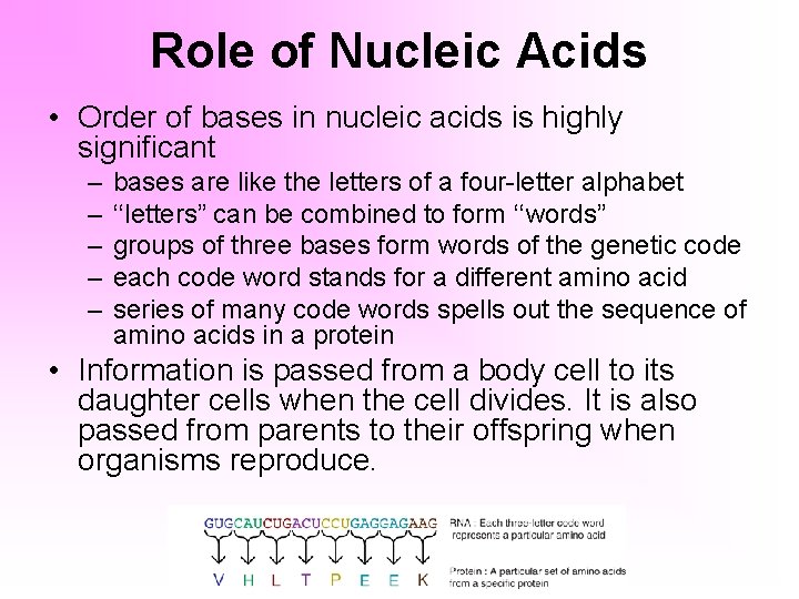 Role of Nucleic Acids • Order of bases in nucleic acids is highly significant