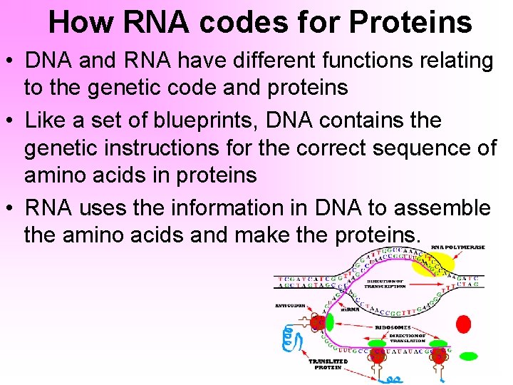 How RNA codes for Proteins • DNA and RNA have different functions relating to