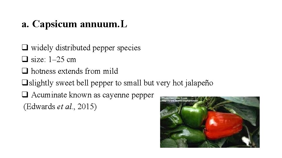 a. Capsicum annuum. L q widely distributed pepper species q size: 1– 25 cm