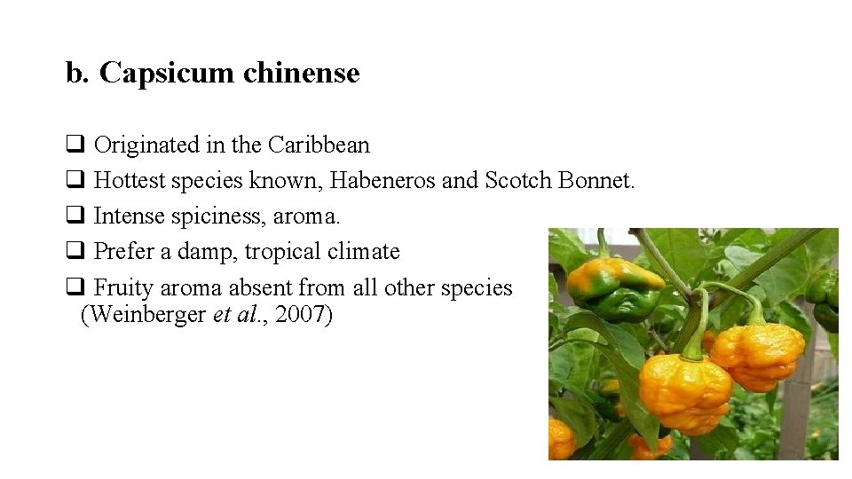 b. Capsicum chinense q Originated in the Caribbean q Hottest species known, Habeneros and