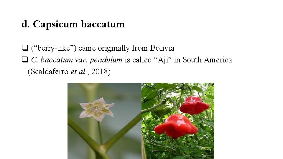 d. Capsicum baccatum q (“berry-like”) came originally from Bolivia q C. baccatum var. pendulum