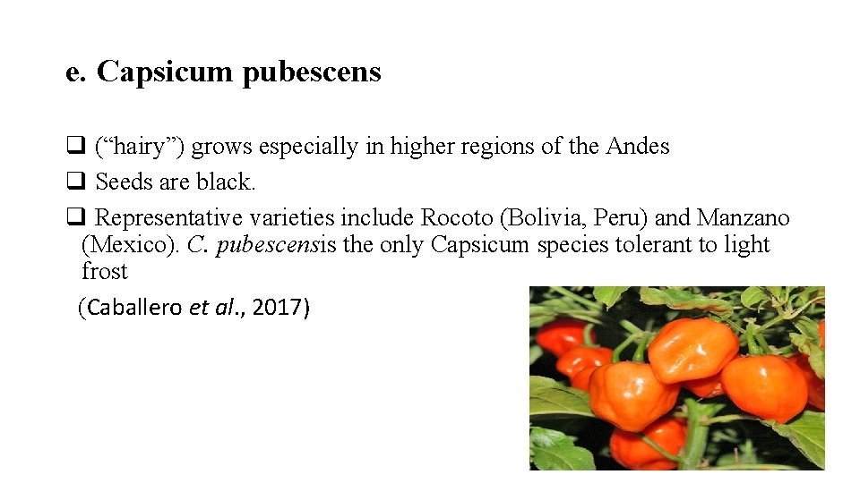 e. Capsicum pubescens q (“hairy”) grows especially in higher regions of the Andes q