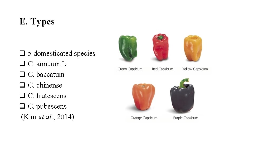 E. Types q 5 domesticated species q C. annuum. L q C. baccatum q