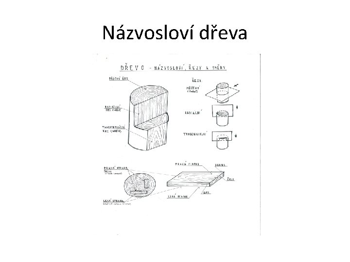 Názvosloví dřeva 