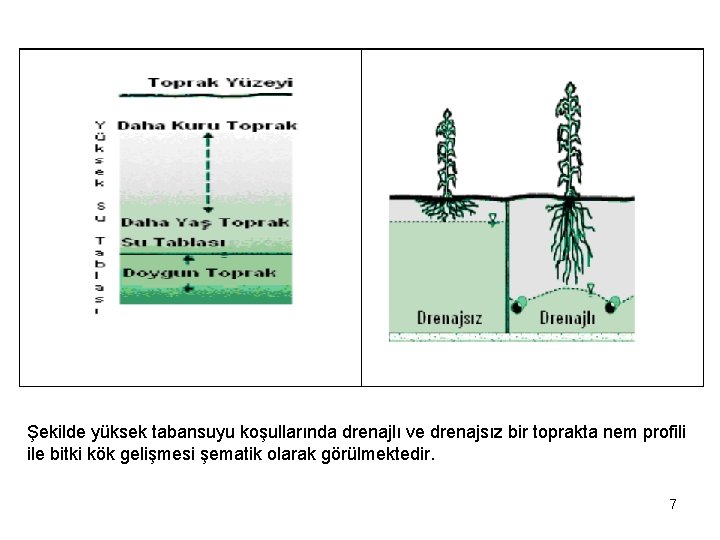 Şekilde yüksek tabansuyu koşullarında drenajlı ve drenajsız bir toprakta nem profili ile bitki kök