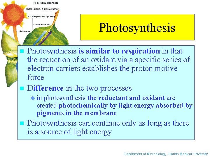 Photosynthesis n n Photosynthesis is similar to respiration in that the reduction of an