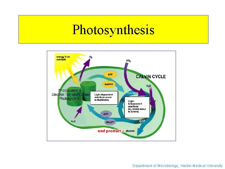 Photosynthesis Department of Microbiology, Harbin Medical University 