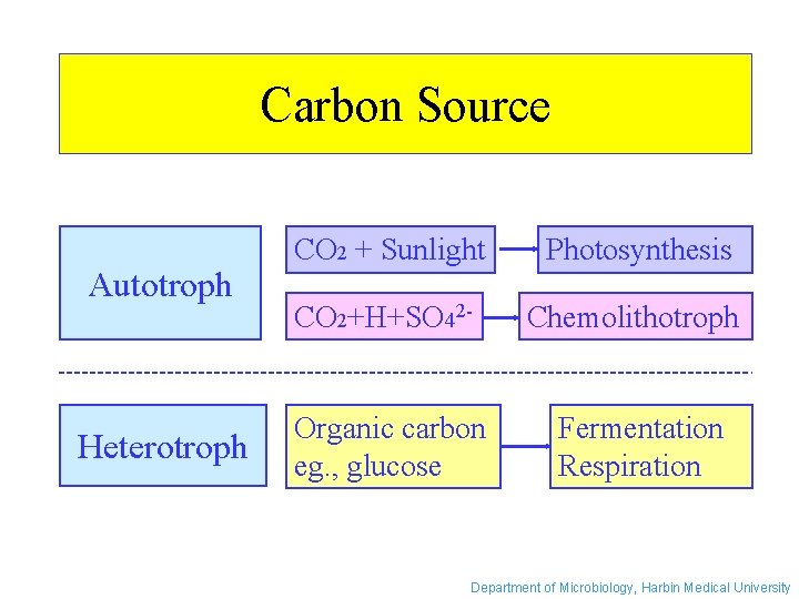 Carbon Source Autotroph Heterotroph CO 2 + Sunlight Photosynthesis CO 2+H+SO 42 - Chemolithotroph