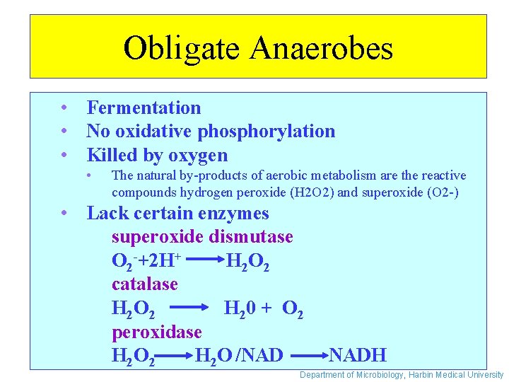 Obligate Anaerobes • Fermentation • No oxidative phosphorylation • Killed by oxygen • The