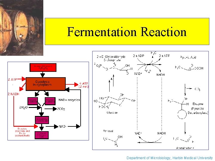 Fermentation Reaction Department of Microbiology, Harbin Medical University 