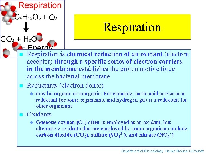 Respiration n n Respiration is chemical reduction of an oxidant (electron acceptor) through a
