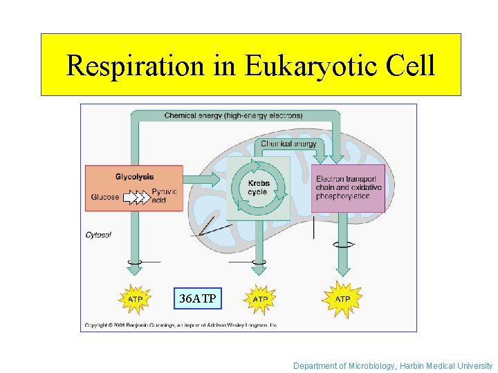 Respiration in Eukaryotic Cell 36 ATP Department of Microbiology, Harbin Medical University 