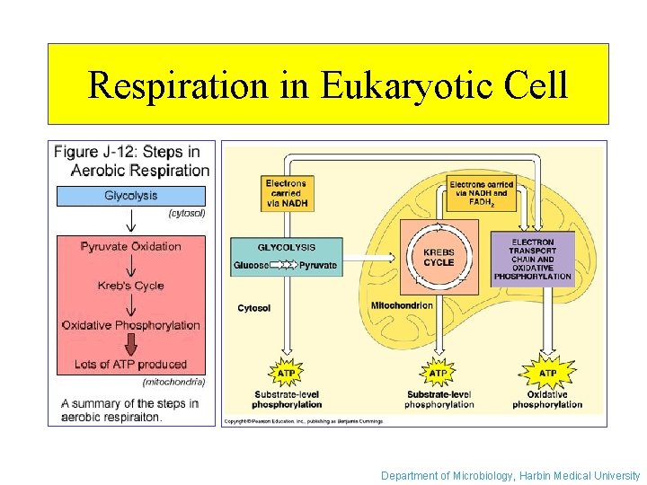 Respiration in Eukaryotic Cell Department of Microbiology, Harbin Medical University 
