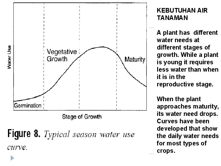 KEBUTUHAN AIR TANAMAN A plant has different water needs at different stages of growth.