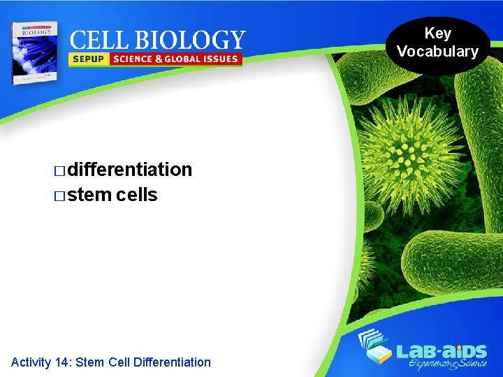 Key Vocabulary � differentiation � stem cells Activity 14: Stem Cell Differentiation 