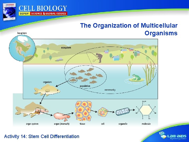 The Organization of Multicellular Organisms Activity 14: Stem Cell Differentiation 