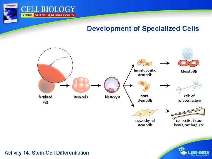 Development of Specialized Cells Activity 14: Stem Cell Differentiation 