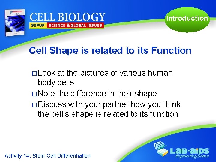 Introduction Cell Shape is related to its Function � Look at the pictures of