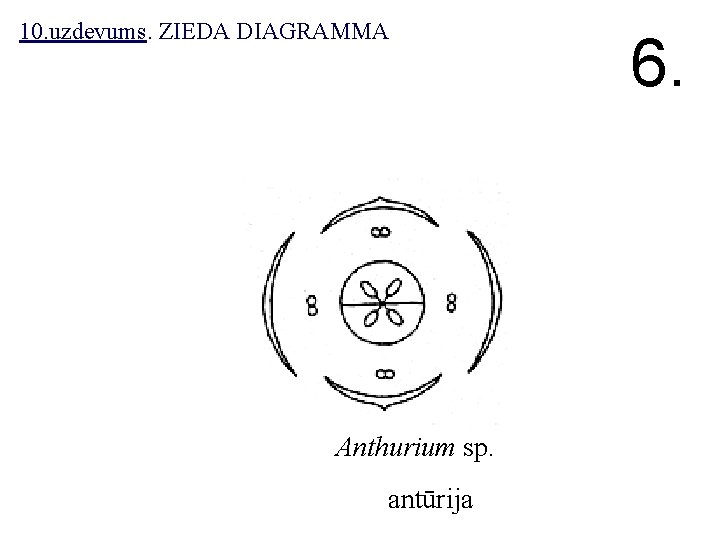10. uzdevums. ZIEDA DIAGRAMMA Anthurium sp. antūrija 6. 
