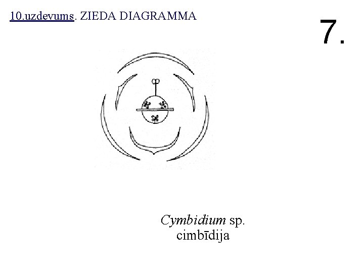 10. uzdevums. ZIEDA DIAGRAMMA Cymbidium sp. cimbīdija 7. 