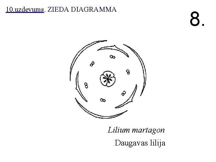 10. uzdevums. ZIEDA DIAGRAMMA Lilium martagon Daugavas lilija 8. 