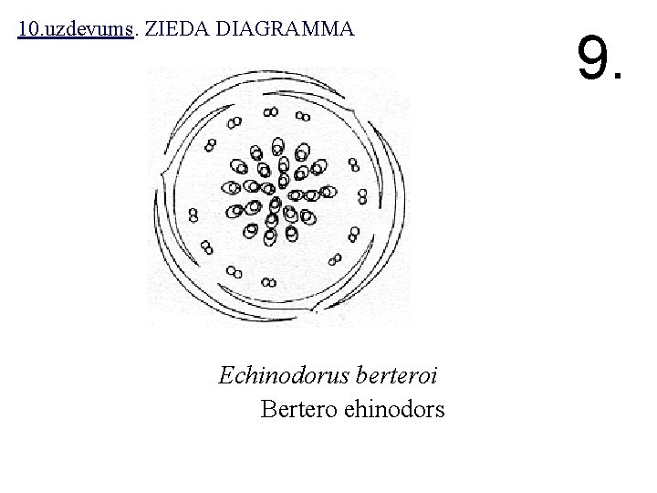 10. uzdevums. ZIEDA DIAGRAMMA Echinodorus berteroi Bertero ehinodors 9. 