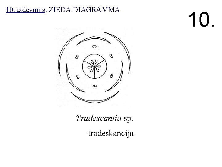 10. uzdevums. ZIEDA DIAGRAMMA Tradescantia sp. tradeskancija 10. 