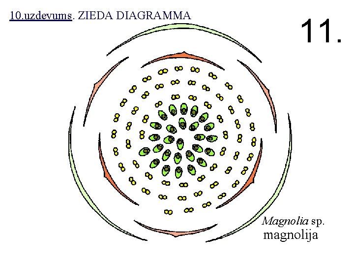 10. uzdevums. ZIEDA DIAGRAMMA 11. Magnolia sp. magnolija 