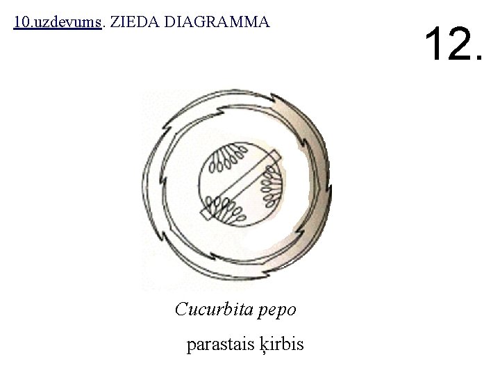 10. uzdevums. ZIEDA DIAGRAMMA Cucurbita pepo parastais ķirbis 12. 