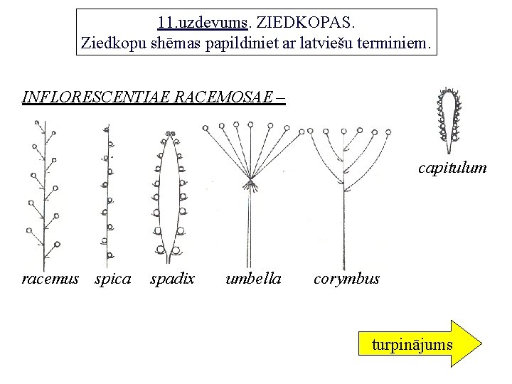 11. uzdevums. ZIEDKOPAS. Ziedkopu shēmas papildiniet ar latviešu terminiem. INFLORESCENTIAE RACEMOSAE – capitulum racemus