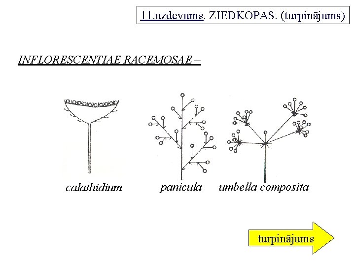 11. uzdevums. ZIEDKOPAS. (turpinājums) INFLORESCENTIAE RACEMOSAE – calathidium panicula umbella composita turpinājums 