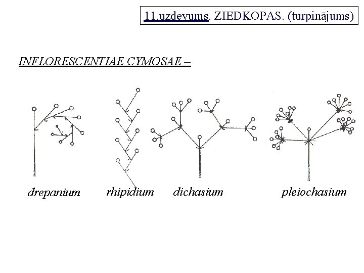 11. uzdevums. ZIEDKOPAS. (turpinājums) INFLORESCENTIAE CYMOSAE – drepanium rhipidium dichasium pleiochasium 