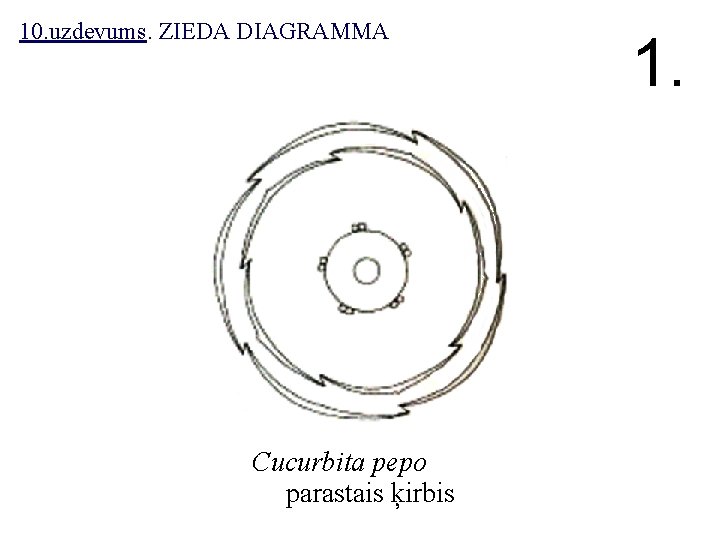 10. uzdevums. ZIEDA DIAGRAMMA Cucurbita pepo parastais ķirbis 1. 