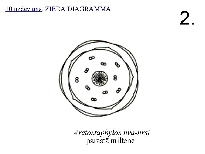 10. uzdevums. ZIEDA DIAGRAMMA Arctostaphylos uva-ursi parastā miltene 2. 