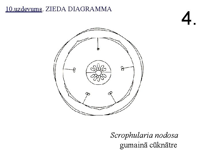 10. uzdevums. ZIEDA DIAGRAMMA Scrophularia nodosa gumainā cūknātre 4. 