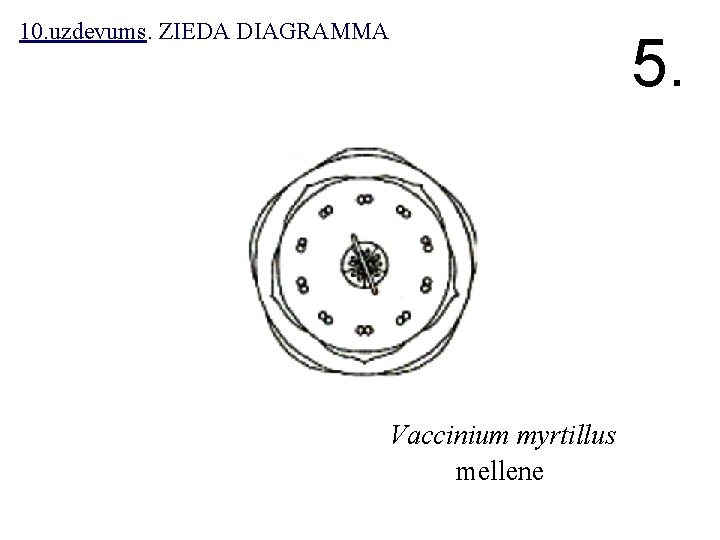 10. uzdevums. ZIEDA DIAGRAMMA 5. Vaccinium myrtillus mellene 