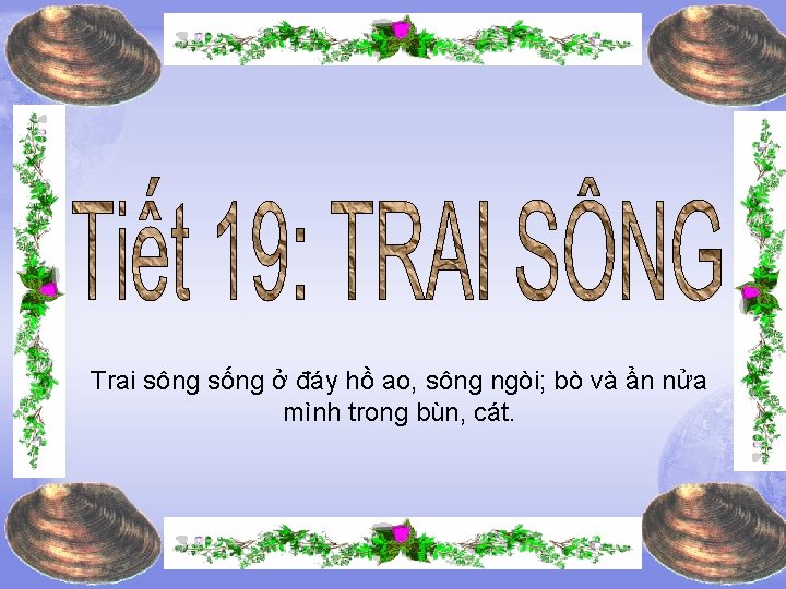 Trai sông sống ở đáy hồ ao, sông ngòi; bò và ẩn nửa mình