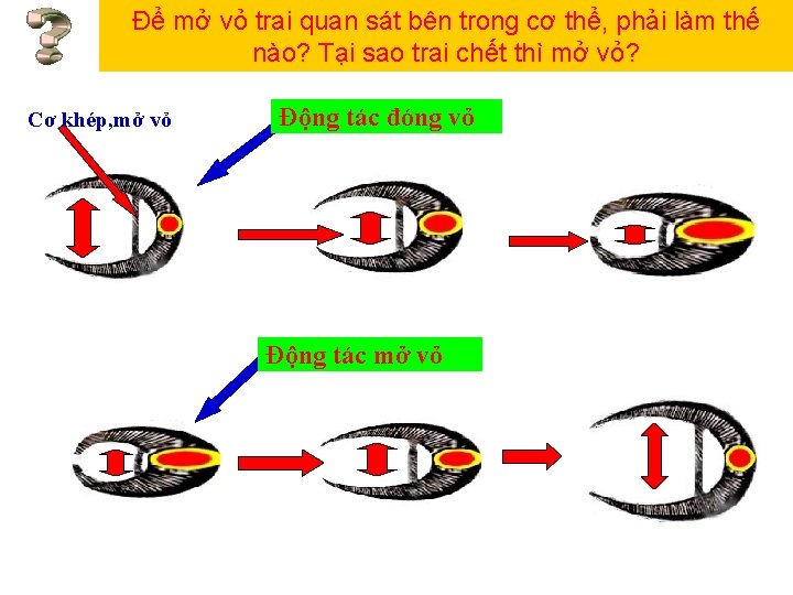 Để mở vỏ trai quan sát bên trong cơ thể, phải làm thế nào?