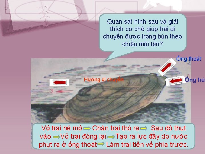 Quan sát hình sau và giải thích cơ chế giúp trai di chuyển được