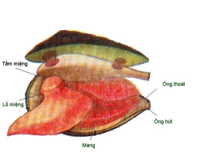 Tấm miệng Ống thoát Lỗ miệng Ống hút Mang 