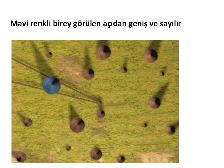 Mavi renkli birey görülen açıdan geniş ve sayılır 